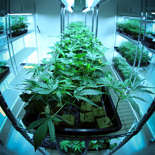 Photo of cannabis plants indoor.