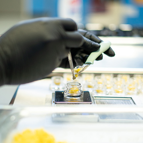 Photo of cannabis extract being packaged in small jar.